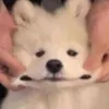 0000umpnshjsbe