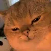 Ngannn