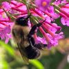 beewithnature