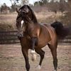khaled.alsallami