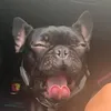 eviedakitty