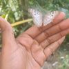 pretty_pri