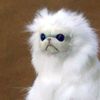 twt_thewhitetiger