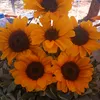 _sar4_cristina