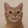 gemini_sayma
