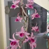 tuanchuminh781