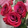 israt.jahan60718