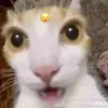 spookysrep