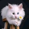 ahmed_koo5