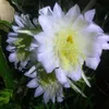 ngha.phng661