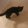b_o_b_its_my_cat