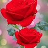 sajjad2648475165303