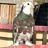 btmrollerpigeon
