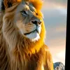 hassanbouslimi24