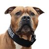 amstaff.george