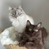 Freya & Teddy