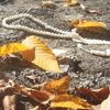 .autumn779