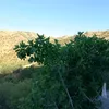tofiqibrahim60