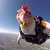 63flyingcchicken99