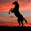24ilovehorsesandcats