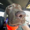 torythechocolatelab