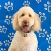 coreyscutsfordogs