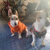 pitcy789