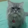 grey_snowy