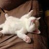 .dumeowk