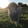 bonnie_lamb