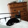 catmom6932