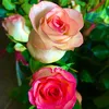 thuyanh0222