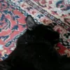 cat_vasya18