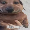 czerwonyzlodzisz