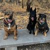 caldwellcanines