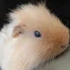 gueniapig_leva