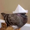 just_a_pigeon.0