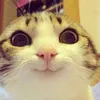 a.random.user.bb
