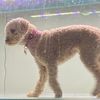 belladacavoodle