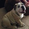 fat_bullie_winston