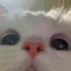 mesyaaa_bae