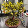 phm.thanh8559