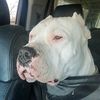 divine_dogoargentinos