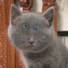 labubu_wkhh