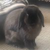 denzelsminion1