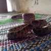m_dihak_al_02