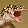 geckocurl
