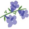 jacarandaliving