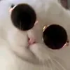 kitkat_connoisseur