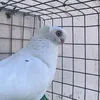 مظفر سورجي